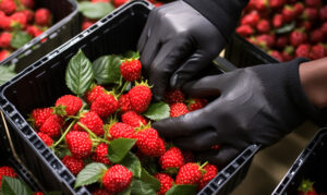 GFSI or HACCP: What’s the Difference, and Do You Need Both